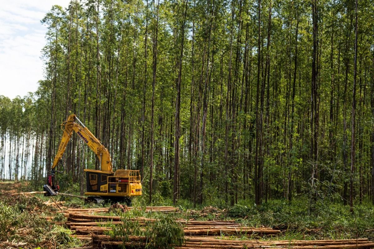 Suzano abre novas oportunidades de trabalho em Ribas do Rio Pardo e Três Lagoas (MS)